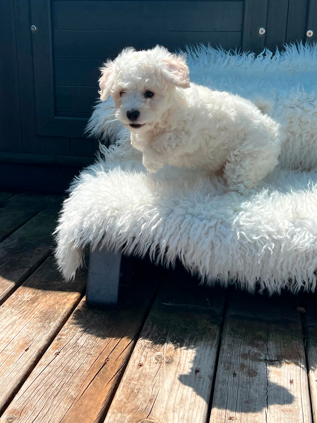 Teddy bear Bichonpoo puppies available in Dogs & Puppies for Rehoming in Barrie - Image 4