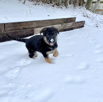 Top European German Shepherd Puppy, View more