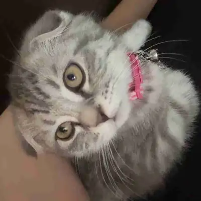 7 month old kitten for sale female Scottish fold, contact me if interested in buying need it gone as...