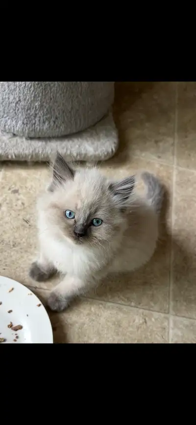 Ragdoll Kittens!, View more
