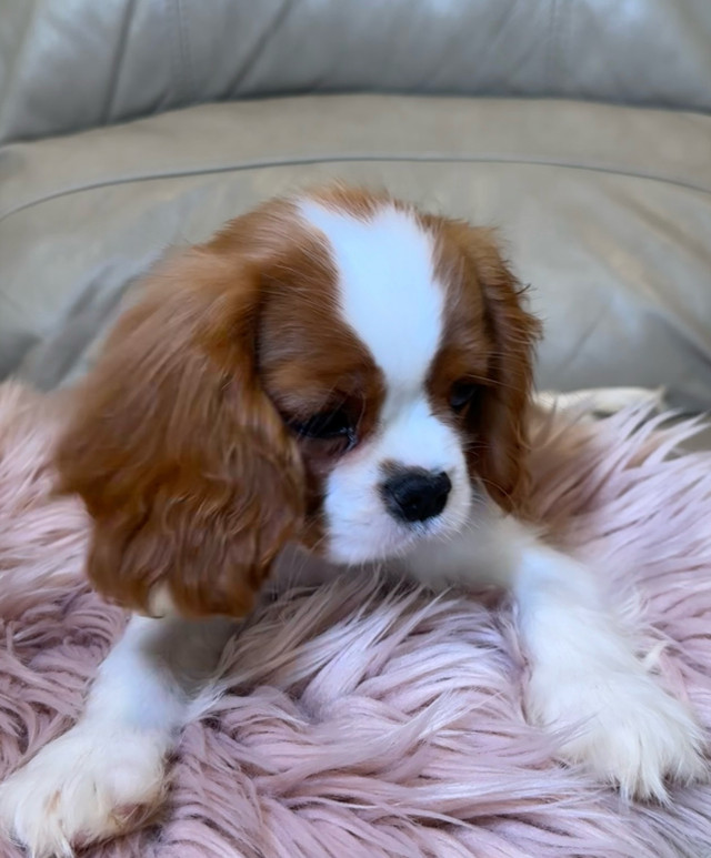 Mini Girl Cavalier King Charles Spaniel, European registration  in Dogs & Puppies for Rehoming in Markham / York Region - Image 2