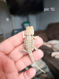 Leather back baby bearded dragons