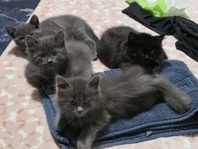 Amazing kittens ready to go born on October 25 litter trained and been deworm 3 time ,mom is a purbr...