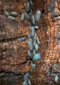 armadillidium depressum clean up crew isopods