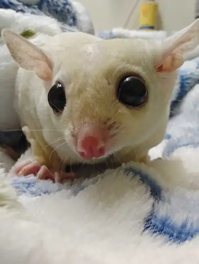 Young male sugar glider. OOP date October 9th, 2025. Casper is almost 5 months old. He is very sweet...