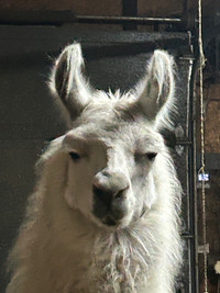 Working remote? Want to live on an alpaca farm in QC?