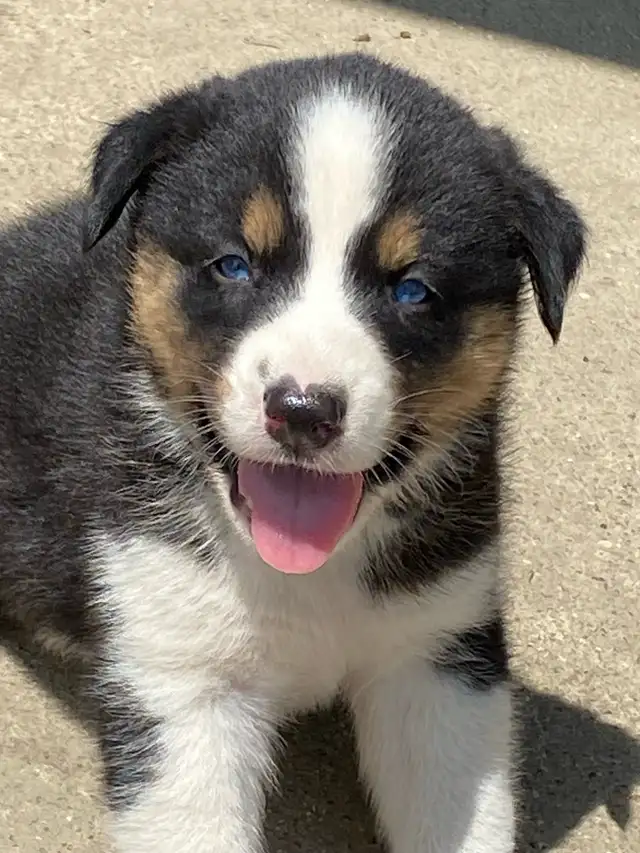 Australian Shepherd x Husky Puppies in Dogs & Puppies for Rehoming in Stratford - Image 5