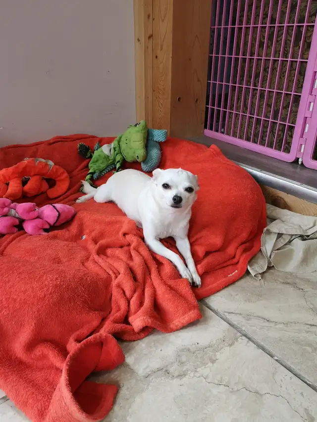 ❤️ VALENTYNE ENTERPRISE ❤️ CHIHUAHUA PUPS READY NOW 705-930-3541 in Dogs & Puppies for Rehoming in Markham / York Region - Image 5