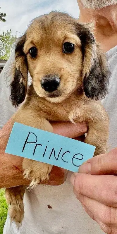 PRICED FROM $2550.00 - $3950.00. READY TO GO: ENGLISH CREAMS, RED and BLACK PIEBALDS PUPPIES. PIPPA:...
