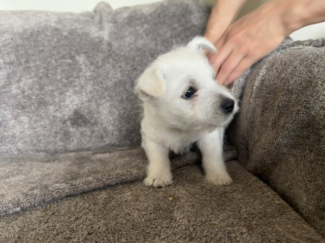 3 Westie Puppies (West Highland White Terrier) in Dogs & Puppies for Rehoming in Markham / York Region - Image 3
