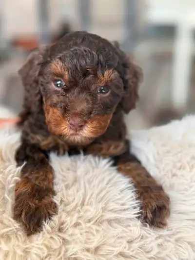 Chiot caniche miniature trop mignon, View more