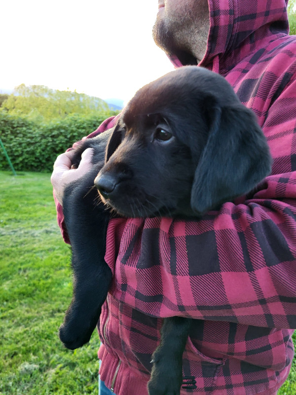 Ready to go! Lab Retriever, Retriever puppies. 1 black female. in Dogs & Puppies for Rehoming in Chilliwack - Image 4