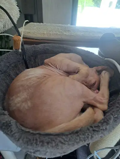 I have four sphynx cats with medical needs. If you need to rehome your Sphynx cat, feel free to mess...