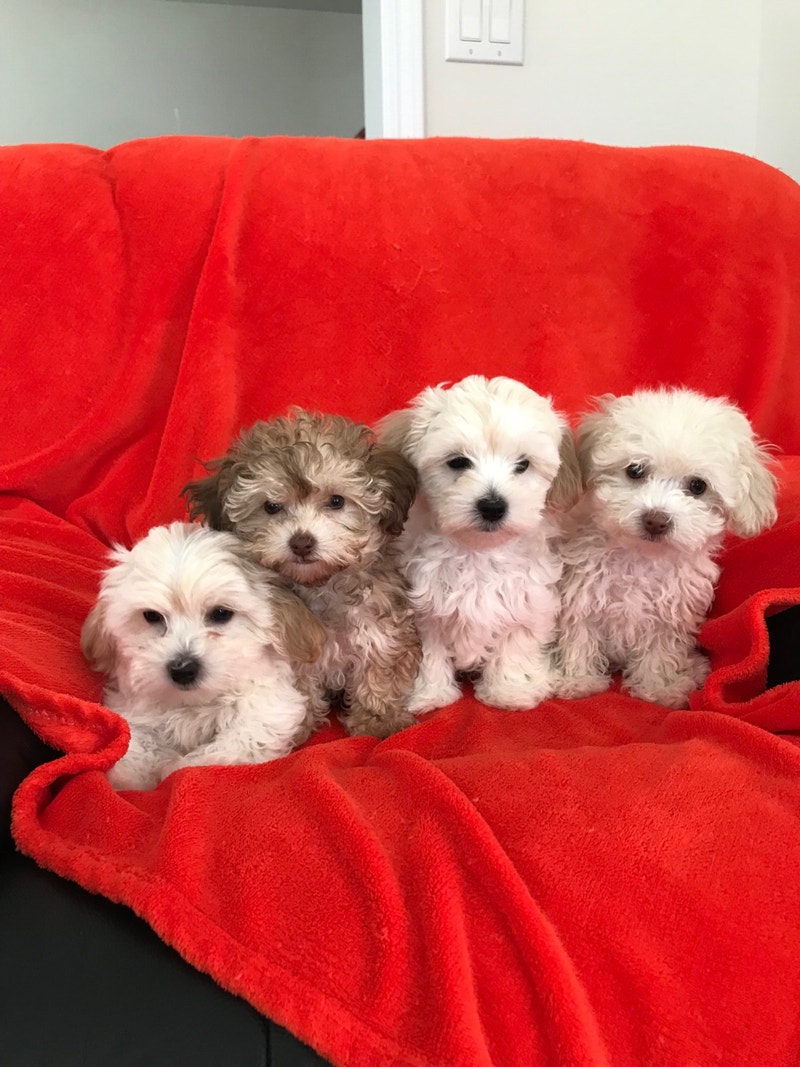 Adorable Toy Poodle & Toy Maltese Dogs & Puppies for Rehoming St