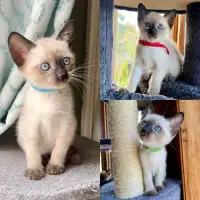 Beautiful purebred Siamese male kitten available 