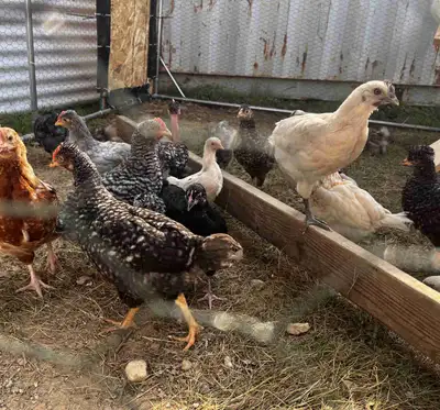 6 week old chicks, View more
