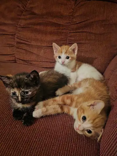 I have one kittens available Potty trained Good with children (Calico already taken) (Orange tabby t...