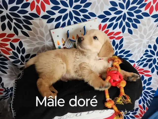 chiot golden retriever roux doré pure race prêt à partir in Dogs & Puppies for Rehoming in Lanaudière - Image 8