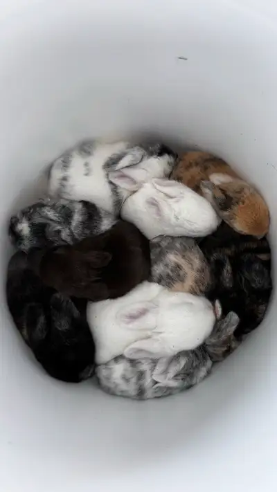 This litter was born April 1st. The babies aren’t claimed until a deposit is sent. There is one left...