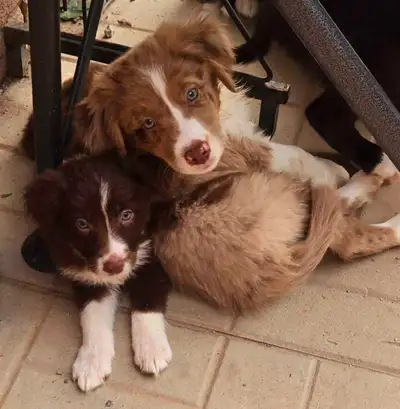Australian Shepherd Border Collie, View more