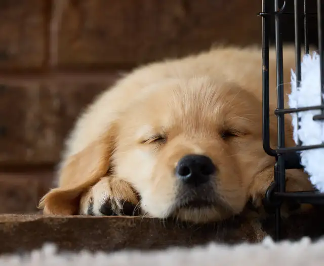 Golden Retriever Puppies: Show Lines! OFA CHIC certified! in Dogs & Puppies for Rehoming in Norfolk County - Image 5