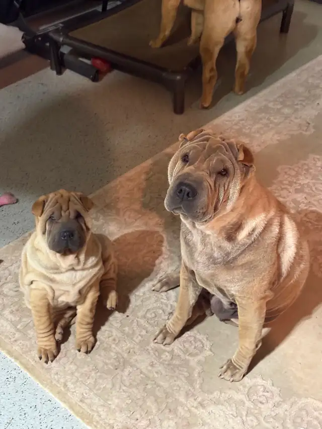Chinese Shar Pei puppies in Dogs & Puppies for Rehoming in St. Catharines - Image 4