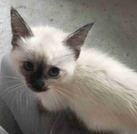 (Pending) Siamese kittens, sweet and playful