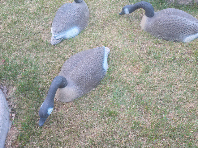 Magnum Candidian Gees Decoys dans Autre  à Ville d’Edmonton - Image 3