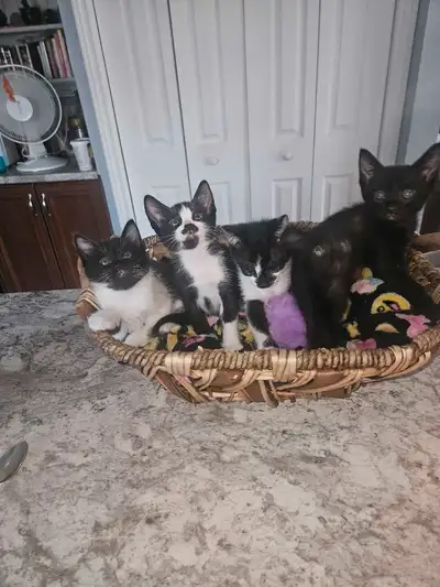 5 chaton a adopter, View more