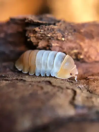 Cubaris sp. 'red panda king', View more