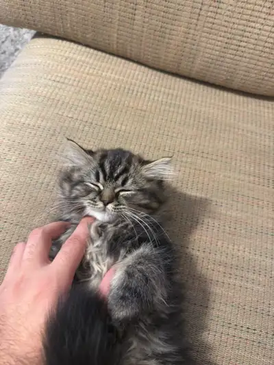 Ragdoll kitten for rehoming, View more