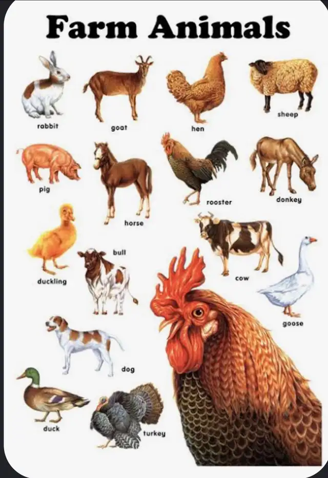 Immediate Barn Space Needed for Livestock (Will Trade Quality F