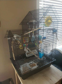 4 Budgies with two cages and accessories
