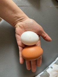 Farm fresh eggs assorted 
