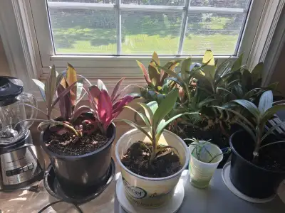 Moses in the cradle plants, fresh cuttings rooted, cpl month old. Pics show larger mother plants, bu...