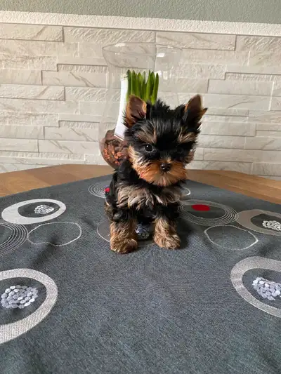 ***Please read to the end *** Adorable Miniature Yorkie Puppies – CKC Registered Parents Ready for T...