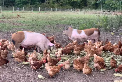 pasture raised pork , View more