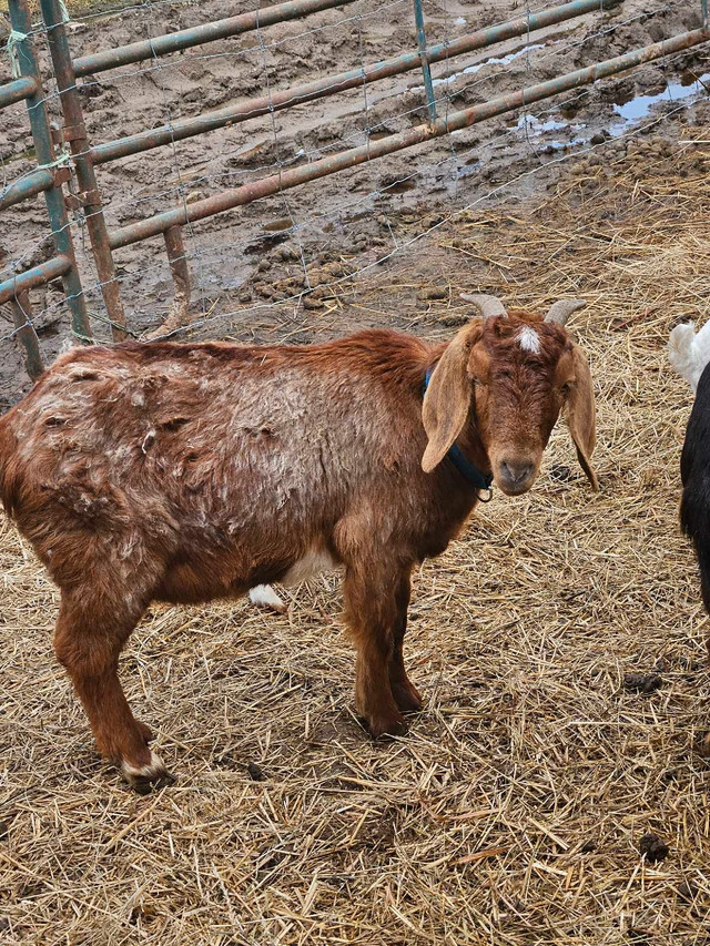Goats for sale  in Livestock in Brockville - Image 2