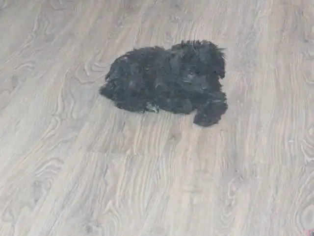 magnifique chipoo a vendre in Dogs & Puppies for Rehoming in City of Montréal - Image 4