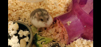Dwarf hamster and cage 