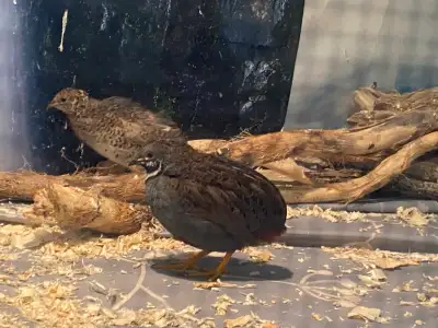 Button Quails 10/- each, View more