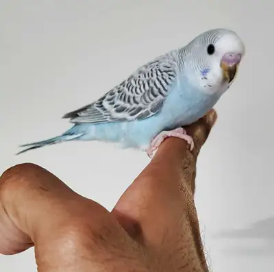 blue budgie available, View more
