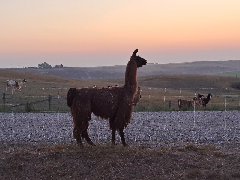 Stud Llama! Livestock Lethbridge Kijiji