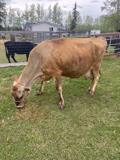 Must sell! Updating info: she’s looking great but forgot to take another photo. Took her yesterday t...