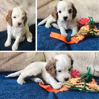 Cockapoo puppy - ONLY 1 LEFT