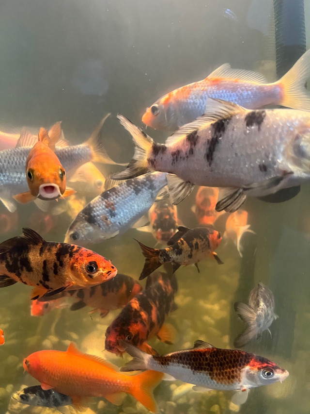 Médium siz koi fish multicolore  et $7 petite à $7 lot de 5 in Animal & Pet Services in La Ronge - Image 3
