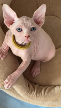 Adorable Purebred Sphynx Kittens Available