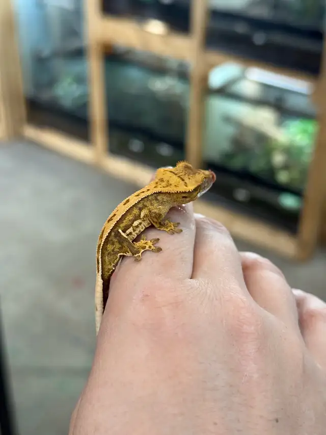 bébé gecko à crête in Reptiles & Amphibians for Rehoming in Laurentides - Image 4