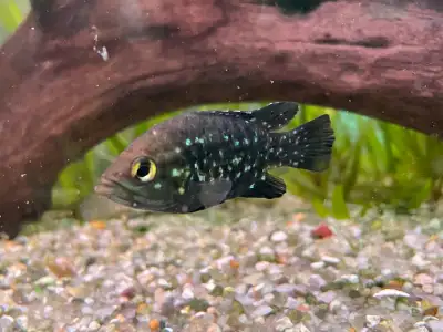 Starty Night Cichlids , View more