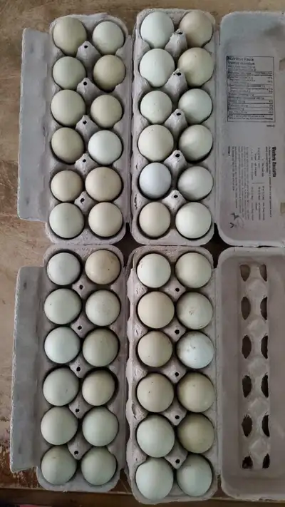 Free run Easter Egger hatching eggs for sale. $20/dozen or take all 4 for $60.